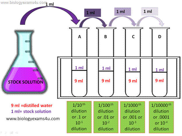 dilution dilute pdf diluted preparation biotechnology biologyexams4u above experiments